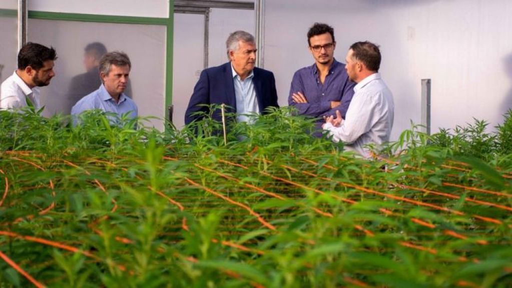 En predios de la finca El Pongo la empresa estatal jujeña Cannava SE ya
produce derivados de cannabis.