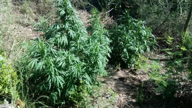 Encontraron una nueva plantación de marihuana en Colonia Santa Rosa