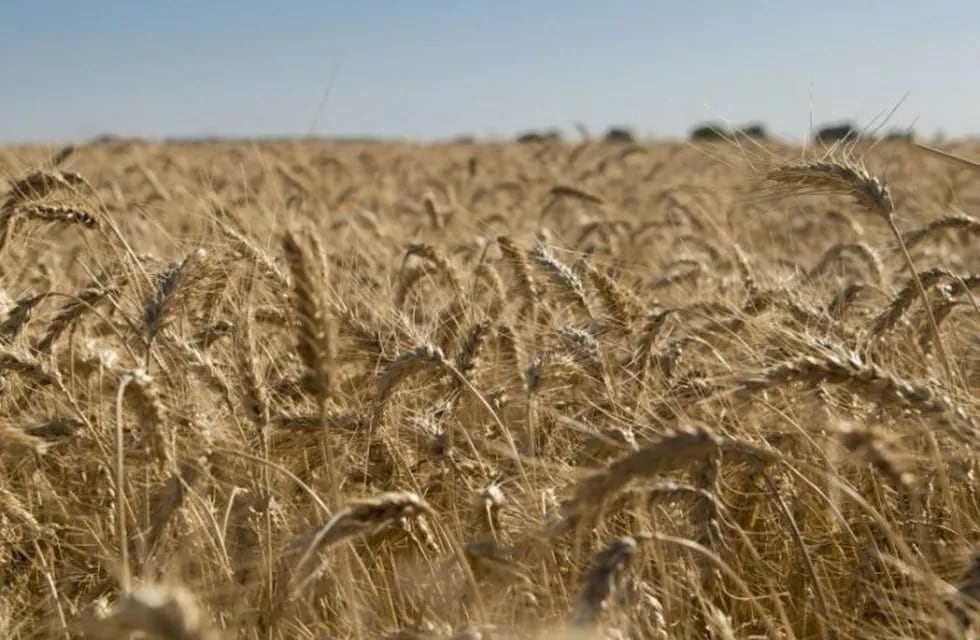 La siembra de trigo en el centro-norte de la provincia creció 13 por ciento