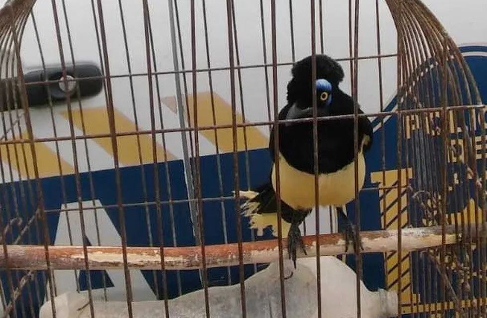La Policía Rural de Salta rescató aves silvestres y las devolvió a su hábitat. (Policía de Salta)