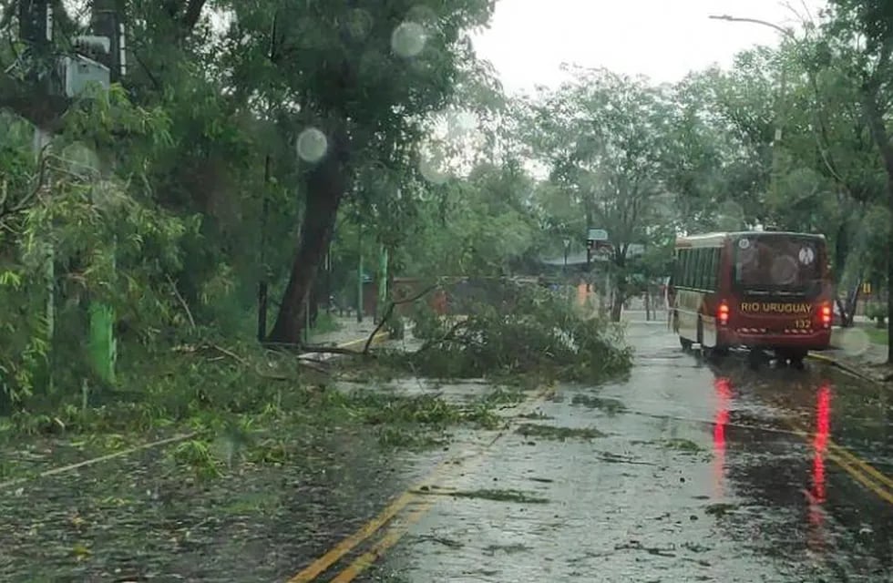 Fuerte temporal azotó a la zona Norte provincial ocasionando varios destrozos en Puerto Iguazú.