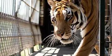 Los "Tigres del tren" de San Luis serán trasladados a un santuario en Sudáfrica.