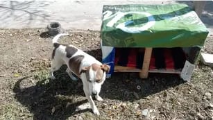 Iniciativa solidaria en Chaco para los perritos de la calle.