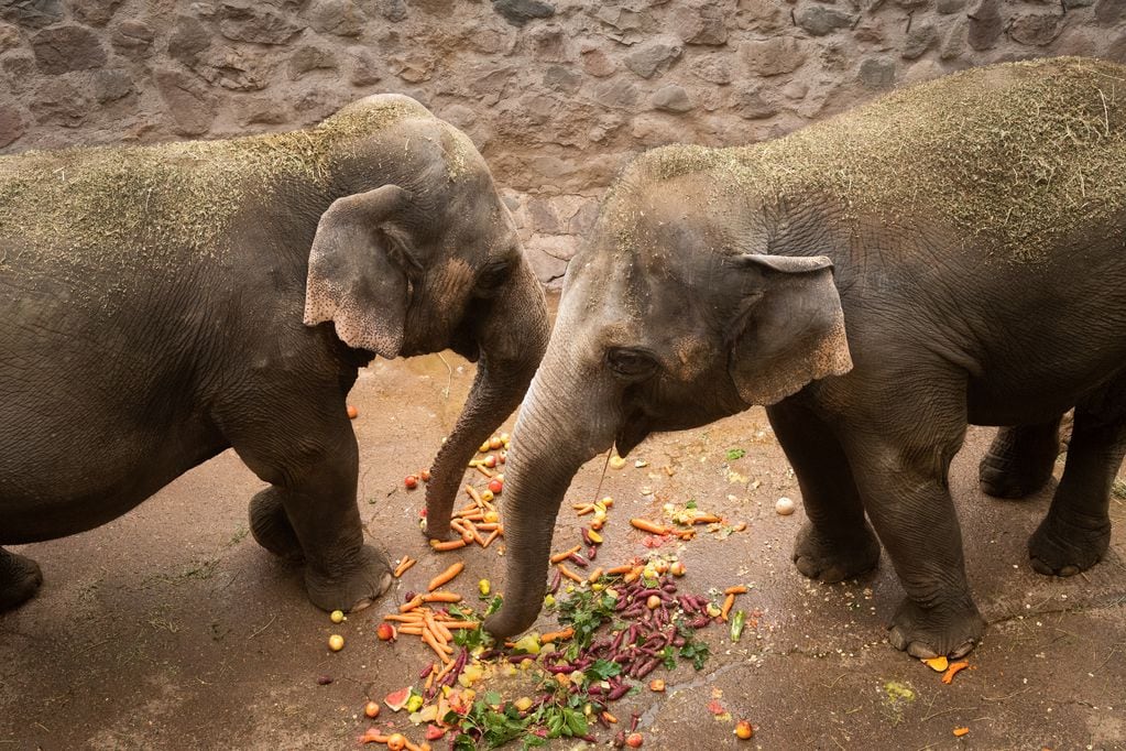 Las elefantes Pocha y Guillermina. (Ignacio Blanco / Los Andes)