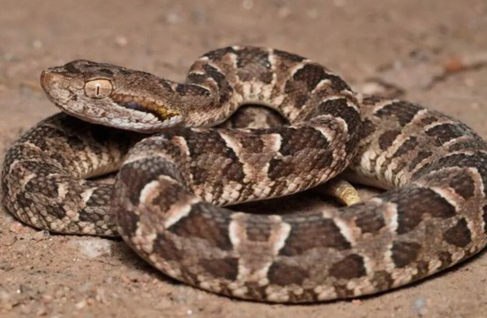 Encontraron una yarará en un departamento de Rosario y filmaron su captura.