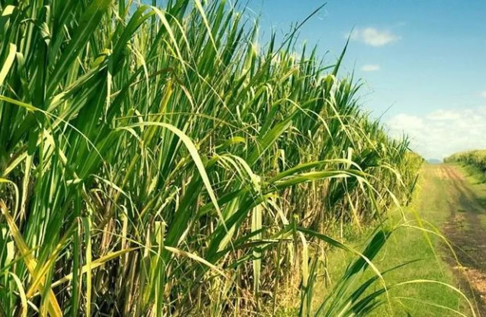 El cultivo de caña de azúcar se verá beneficiado gracias a un convenio. (Comunicación Gobierno Tucumán)