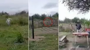 Córdoba: filmaron un supuesto duende en un árbol y se hizo viral