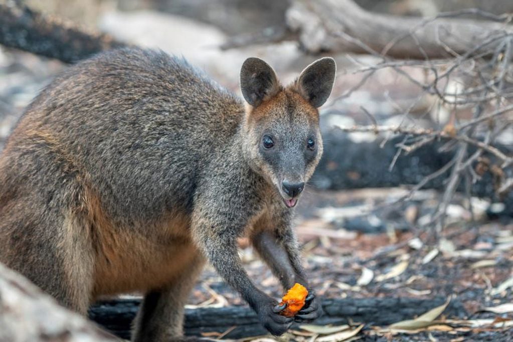 Arrojaron zanahorias para los animales afectados por los incendios en Australia (Foto: REUTERS)