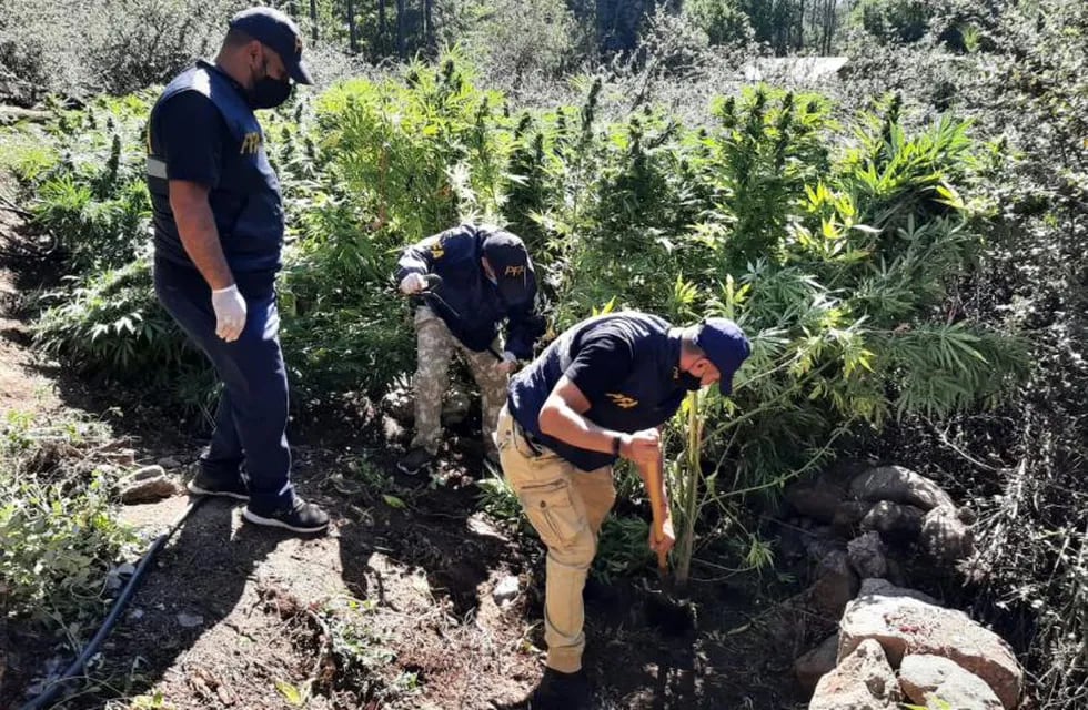 Hallaron unas 20 hectáreas de plantación de cannabis sativa en El Durazno.