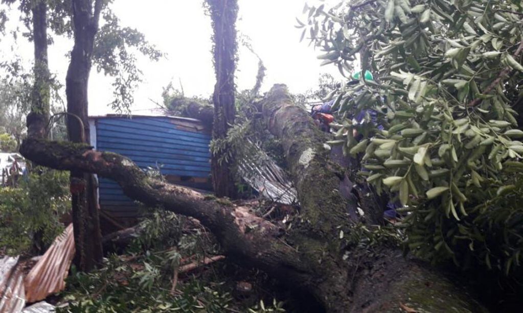 Villa Christen: caída de un árbol terminó destruyendo dos viviendas
