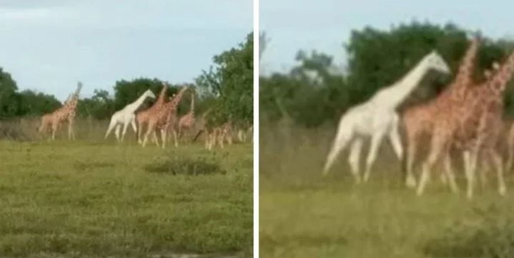 La única jirafa blanca que queda en el planeta (Foto: Instagram)