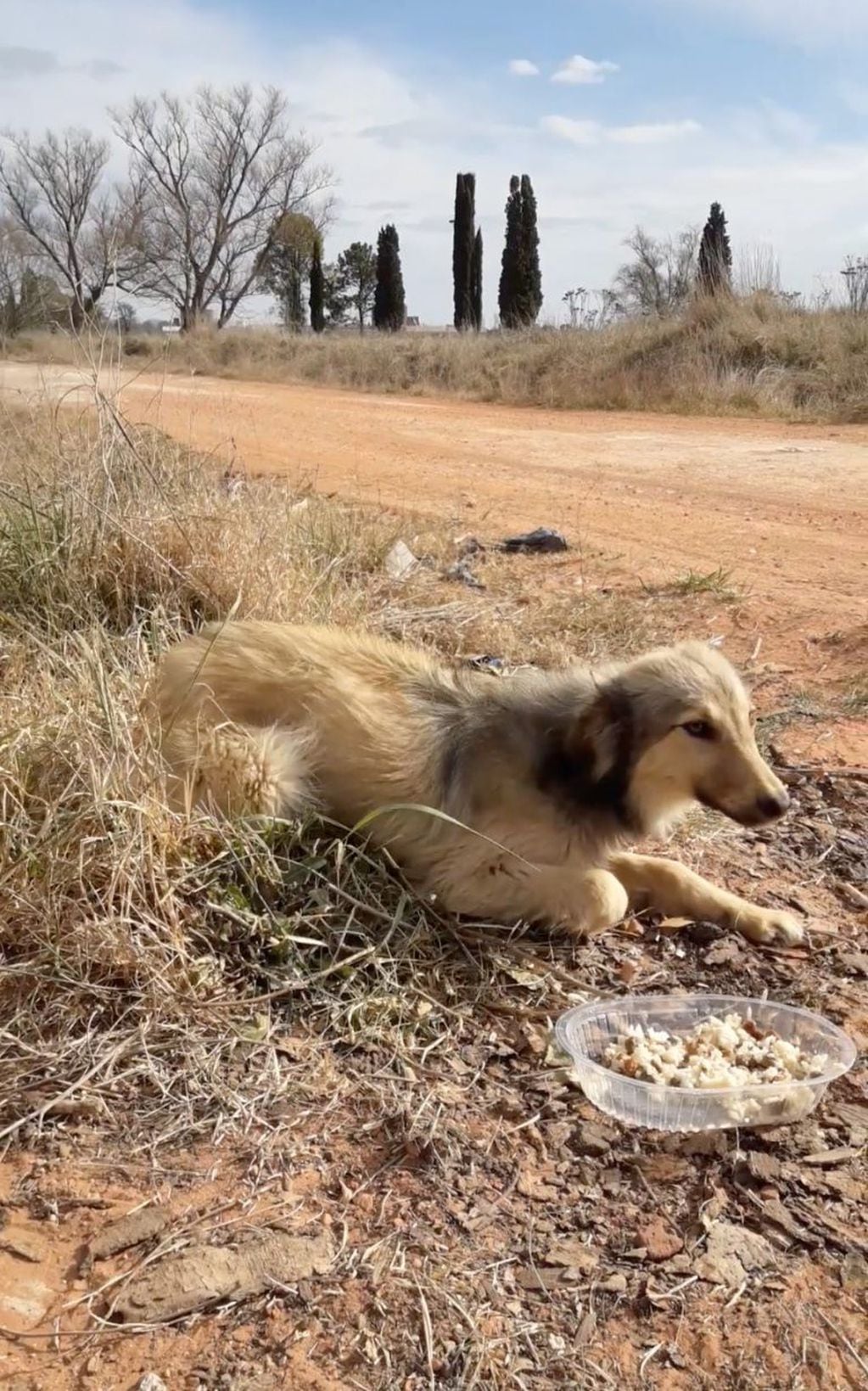 Rescató a dos perritas abandonadas en un camino rural de Azul. Foto: Facebook