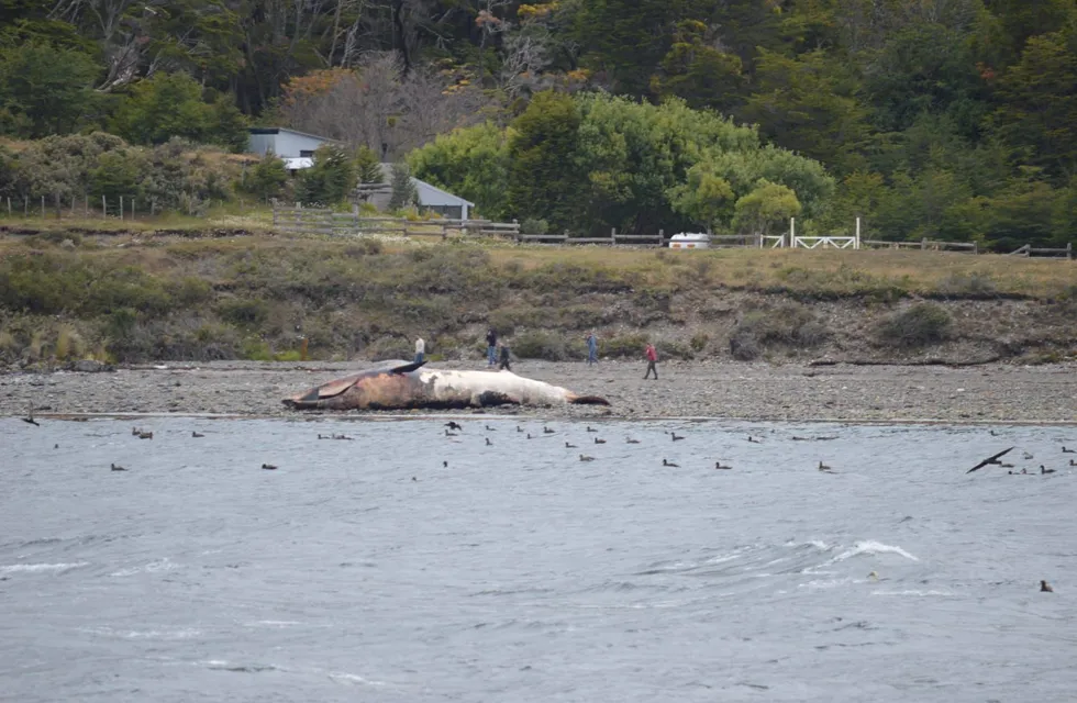 Una ballena quedó varada en costas del Canal de Beagle.