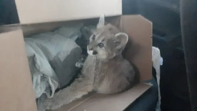 Puma rescatado