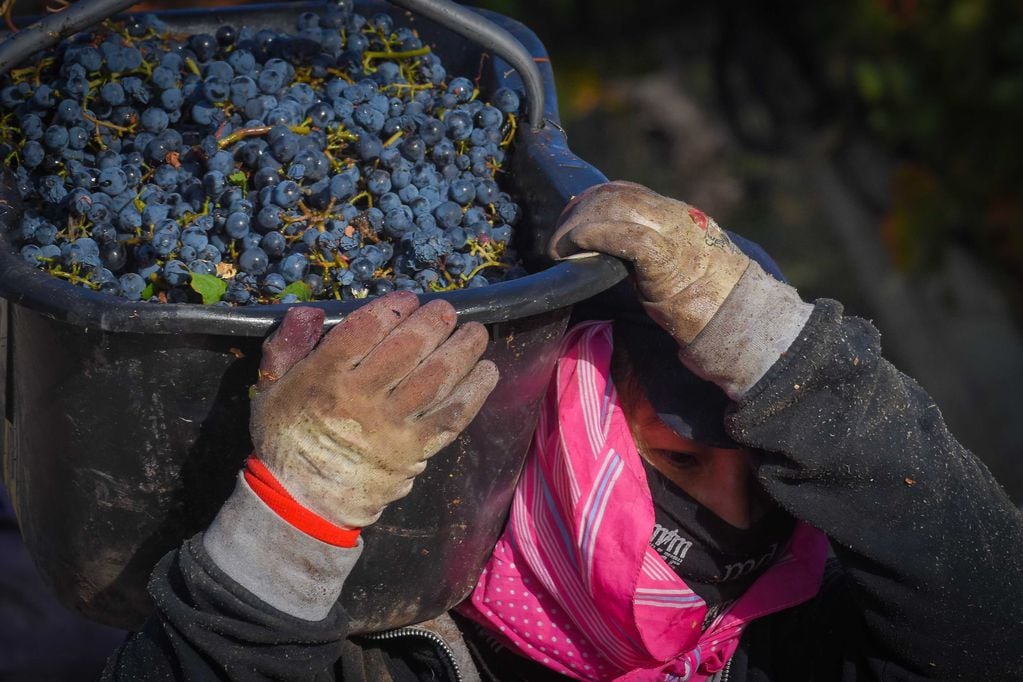 El Malbec se ha convertido en la bandera de la vitivinicultura argentina. - Foto: Claudio Gutiérrez / Los Andes