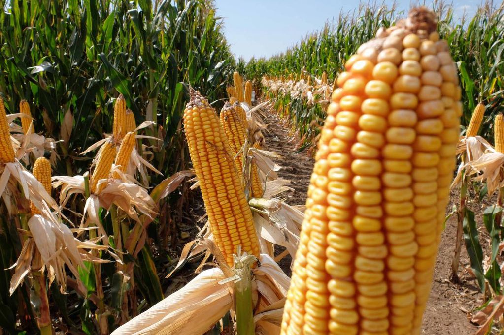 BRILLANTE. El maíz encontró en los últimos cinco años terreno fértil para su desarrollo productivo y para contribuir a la sustentabilidad del modelo agrícola. (Tomy Fragueiro/Archivo)