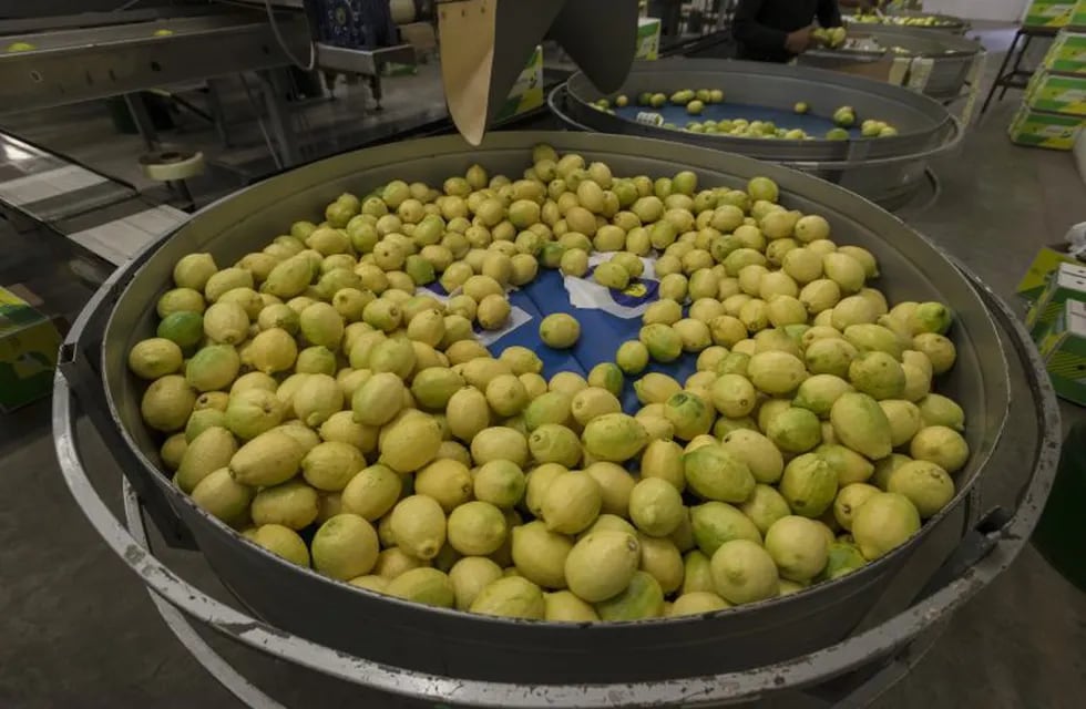 Lemons sit in a container at the Diagonal Citrus Srl packing facility in the town of Tafi Viejo in the province of Tucuman, Argentina, on Monday, March 27, 2017. Argentina is currently in talks to regain preferential tariff status with the U.S., which agreed in December to approve the entry of Argentine lemons after a decade-long review. That ruling would have gone into effect in January, but the incoming Trump administration put it on hold. Photographer: Marcelo Perez del Carpio/Bloomberg Tucuman  cooperativa de productores citricolas de Tafi viejo Cota produccion citricola limones trabas a la importacion en eeuu