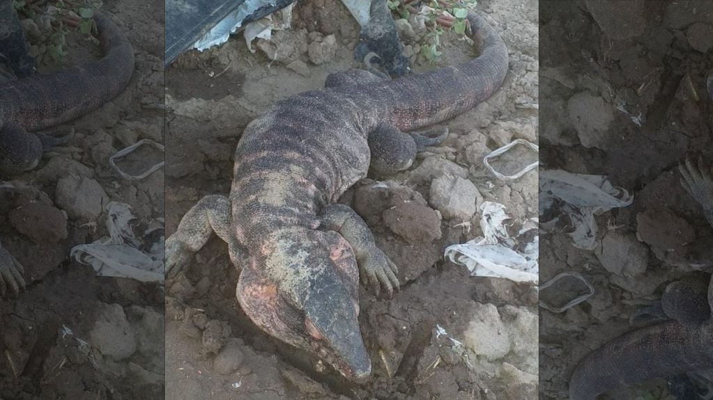 Encontraron un lagarto en una finca de San Carlos. / Foto: Gentileza