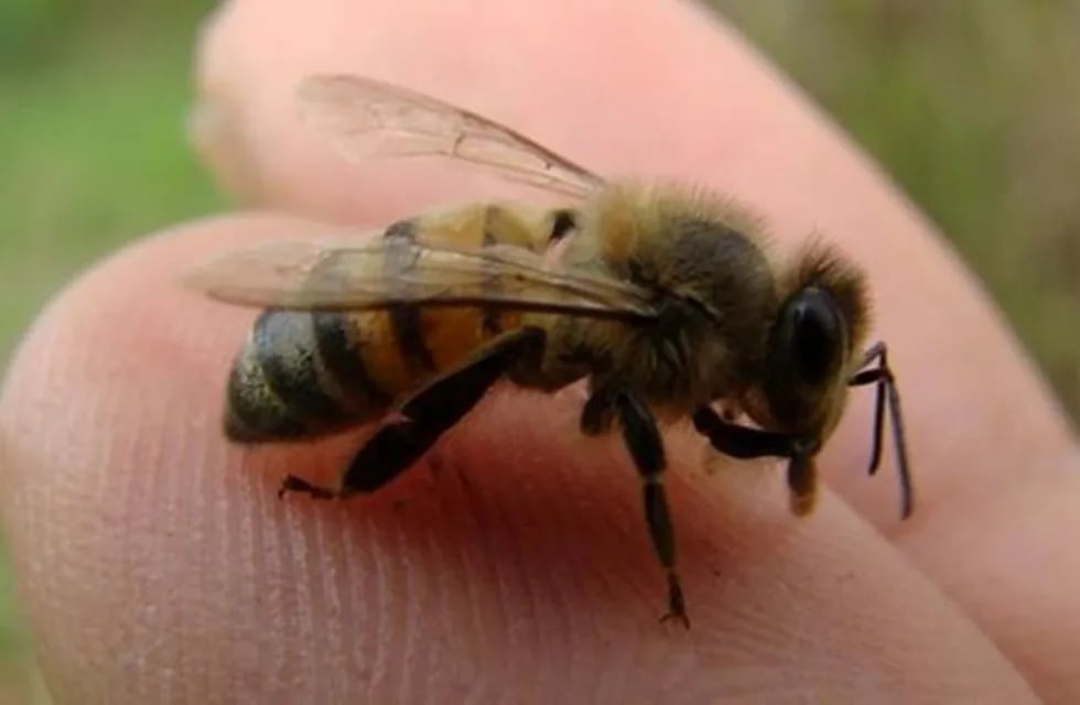 abejas sin aguijón