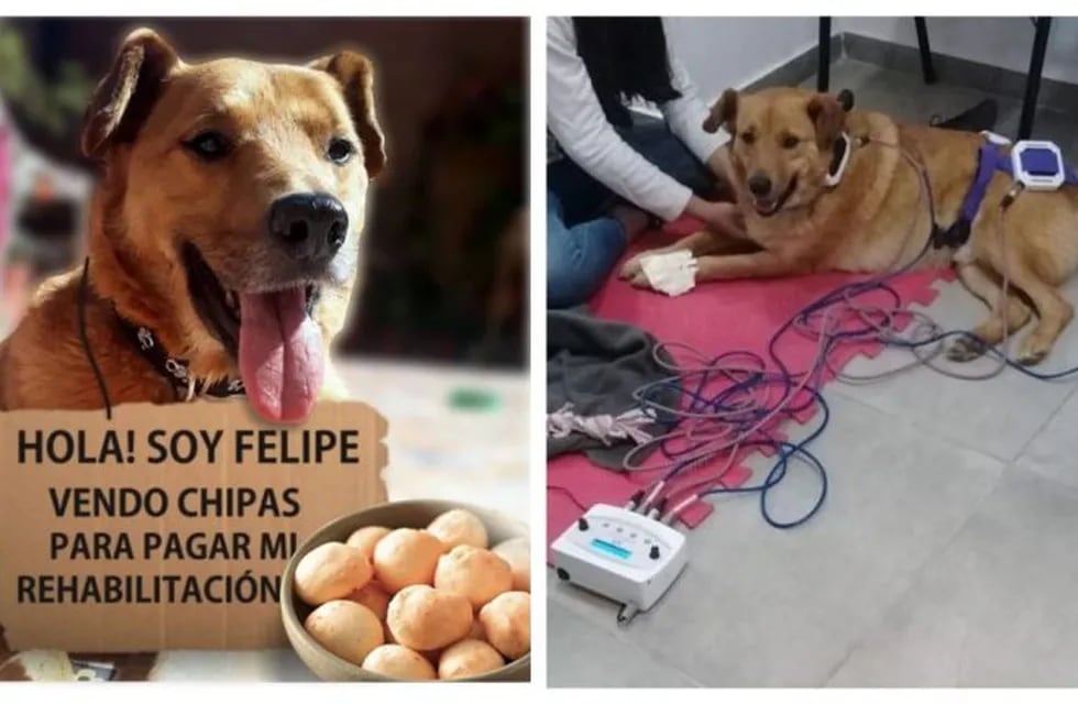 Felipe, el perrito comunitario de Nueva Córdoba que necesita ayuda.
