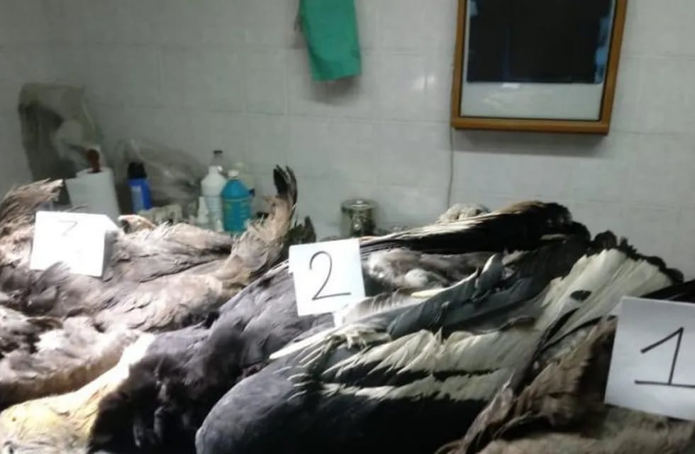 Cóndores muertos en Mendoza