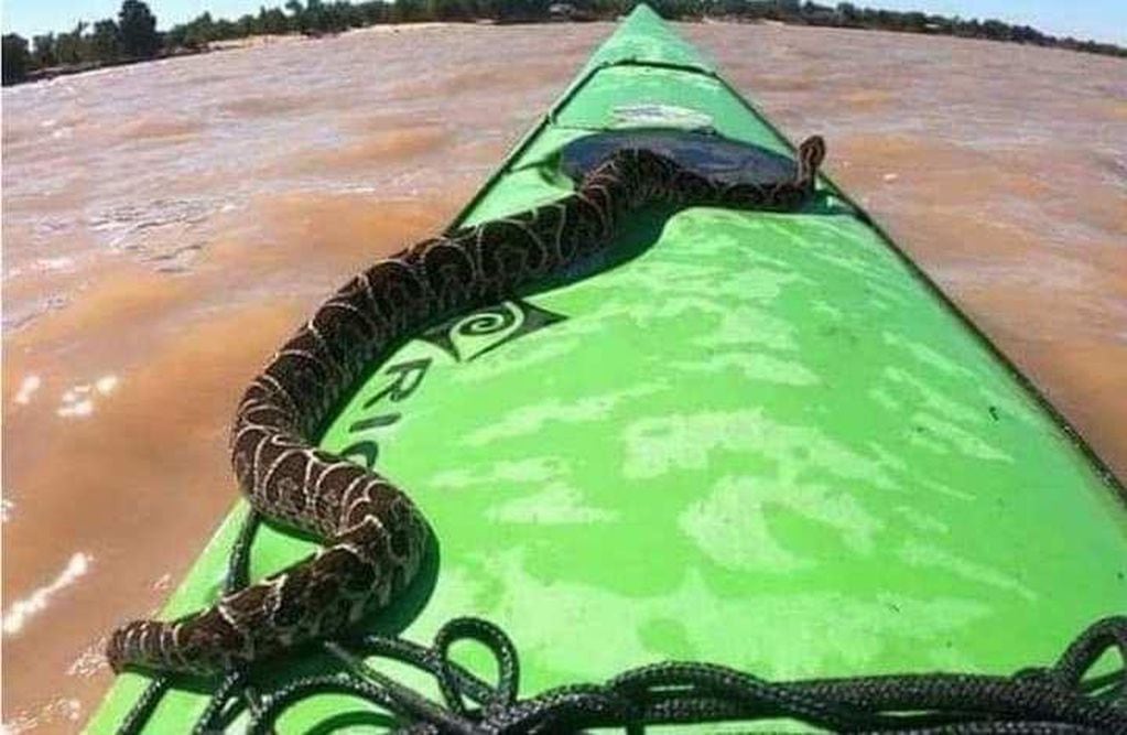 Sorpresiva visita a un kayakista en el Río Paraná