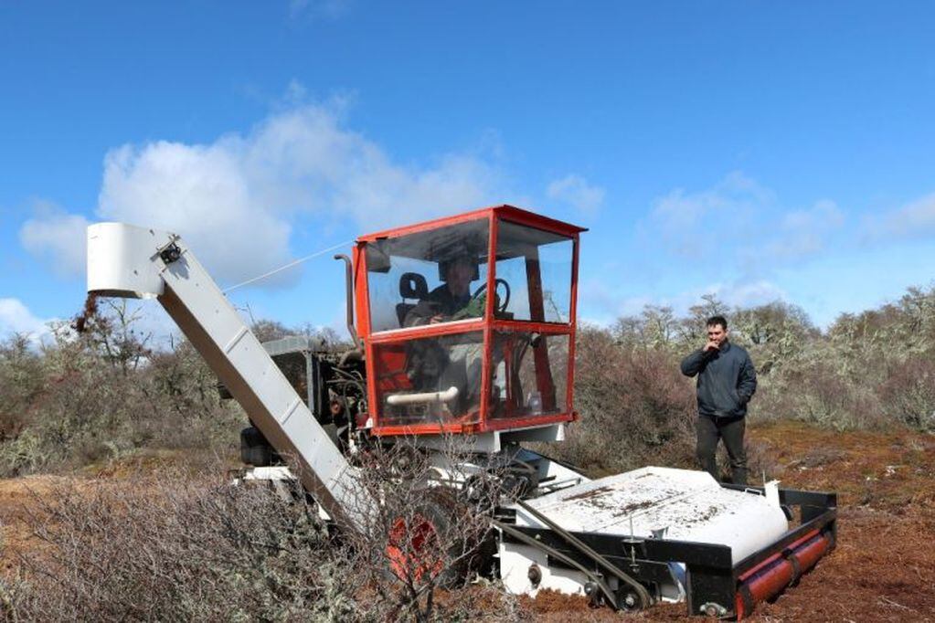 Primeras pruebas en el campo con la maquina extractora de turba. Foto: Municipalidad de Tolhuin