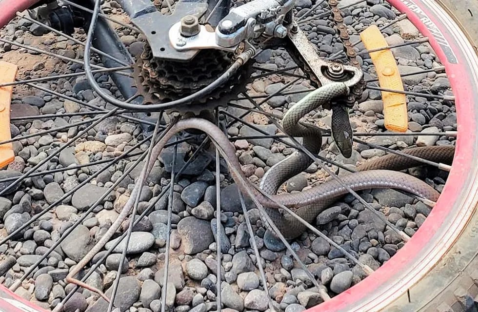 Una salteña paseando encontró una serpiente en la rueda de su bicicleta.