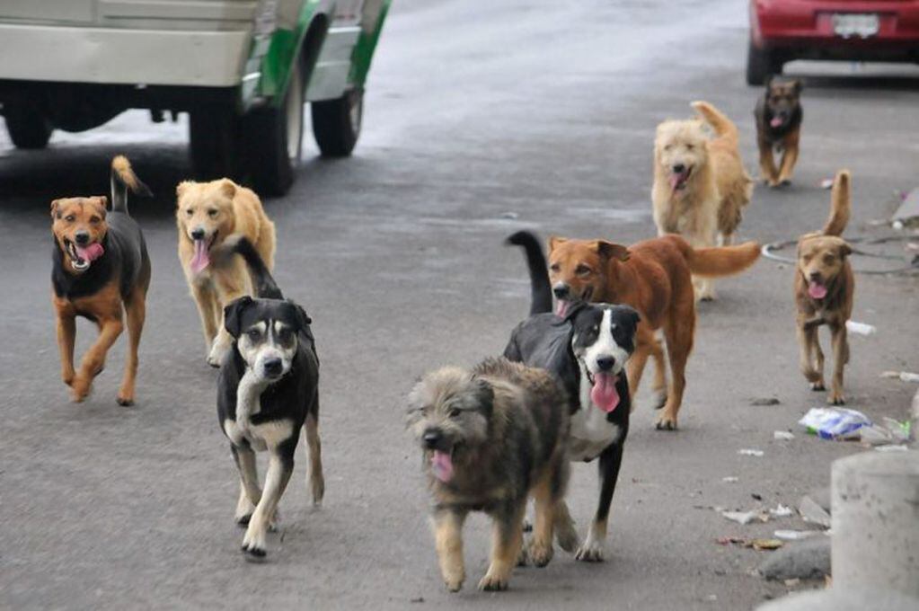 Perros de la calle (web).