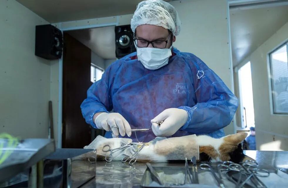Nueva jornada de esterilización masiva felina y canina