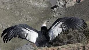 Un cóndor andino recuperó su libertad en el Parque Provincial Cordón del Plata