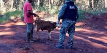 Montecarlo: recuperan una cabeza de ganado robada a un colono