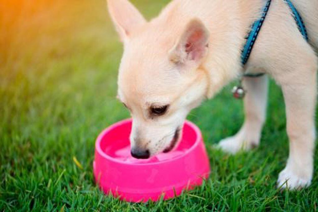 Cómo detectar cáncer a tiempo en las mascotas.