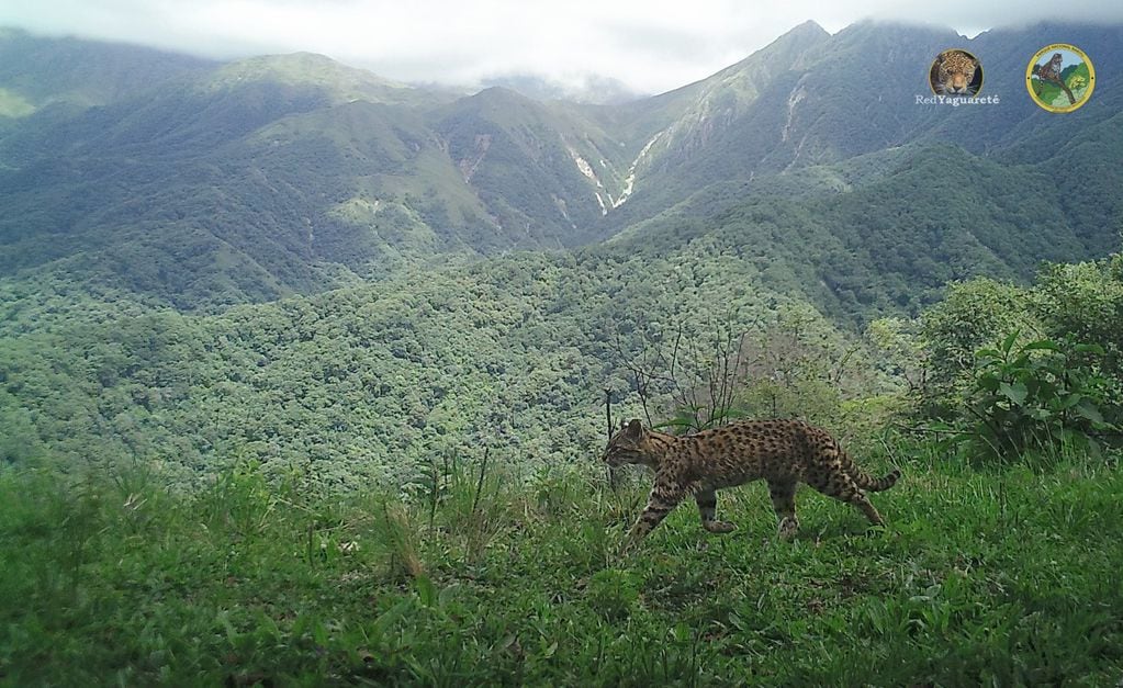 Se trata del felino salvaje más común en América del Sur.