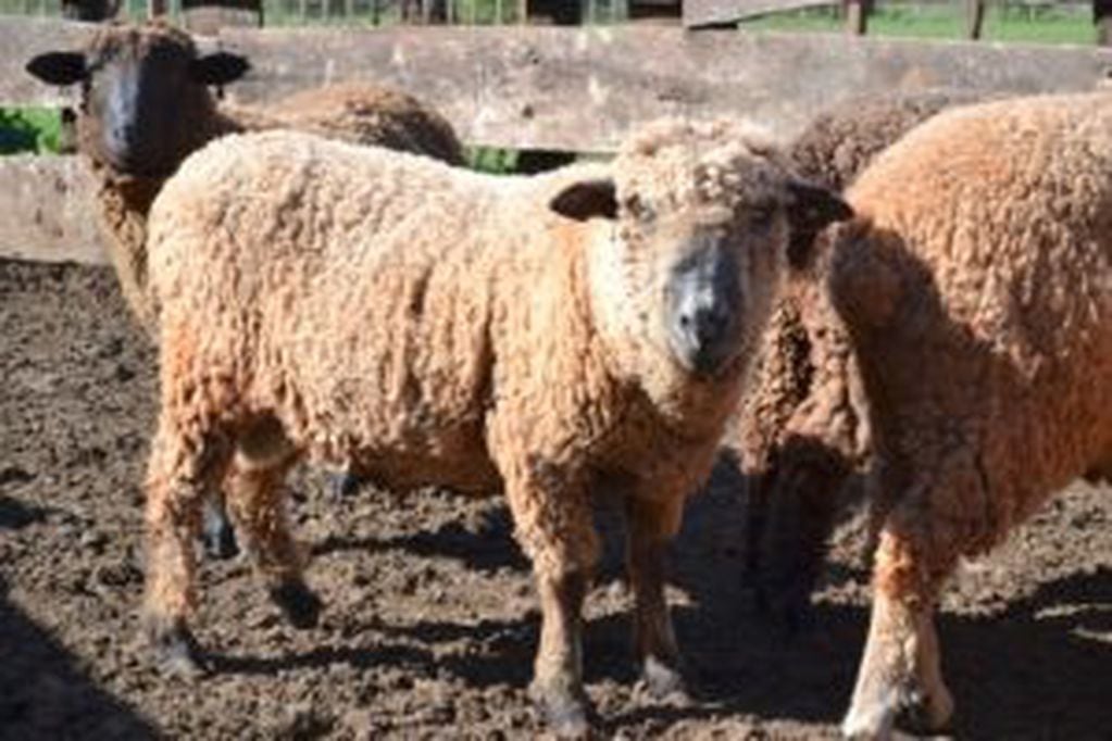 Ovinos de una majada de 400 carneros de menos de 6 meses que serán vacunados en chacras del sur misionero. Provincia de Misiones.