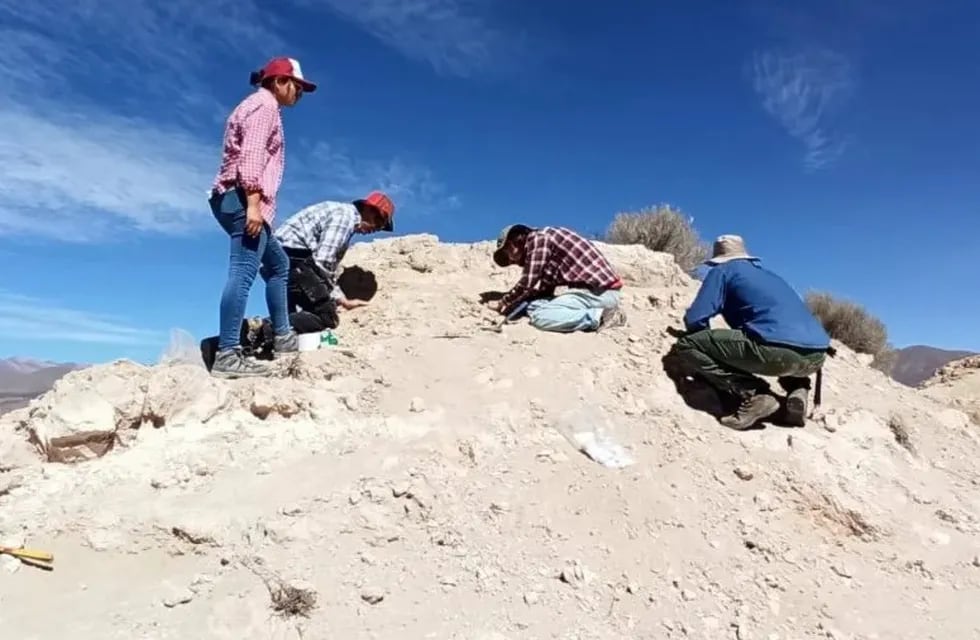 La extracción de los restos fósiles encontrados en Humahuaca por un pastor fueron retirados por un equipo de paleontólogos encabezado por Carlos Ercoli, convocado por la Secretaría de Cultura de Jujuy.