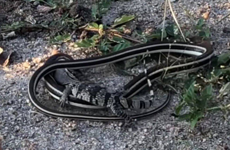Impresionante lucha a muerte entre una serpiente venenosa y una cría de lagarto. (Captura)