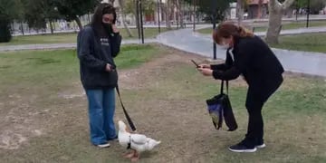 El pato Gilberto paseando en el parque