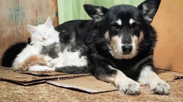 Día internacional del animal sin hogar: los 5 videos más tiernos de mascotas que son adoptadas
