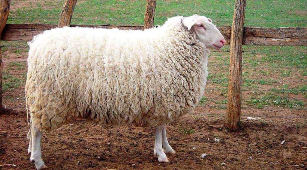 Un ovino raza Pampinta (imagen ilustrativa) (Agroads)