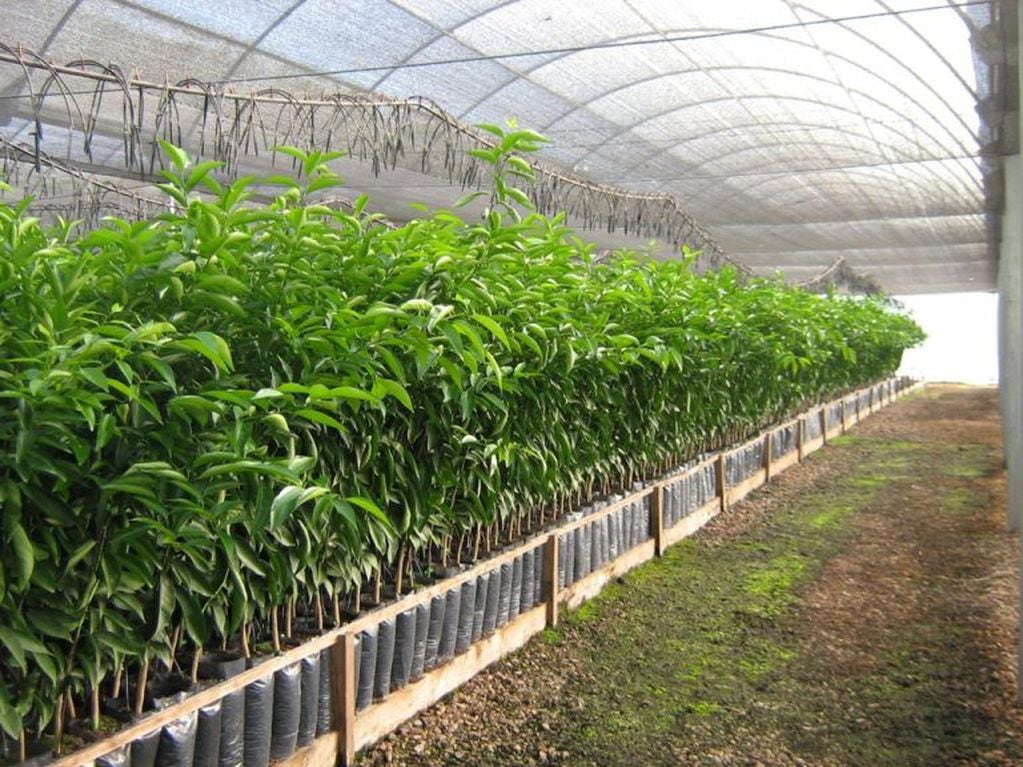 Producir hortalizas bajo cubierta