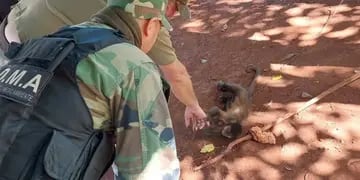 Colonia Delicia: rescatan a un mono caí que llevaba cinco años en cautiverio