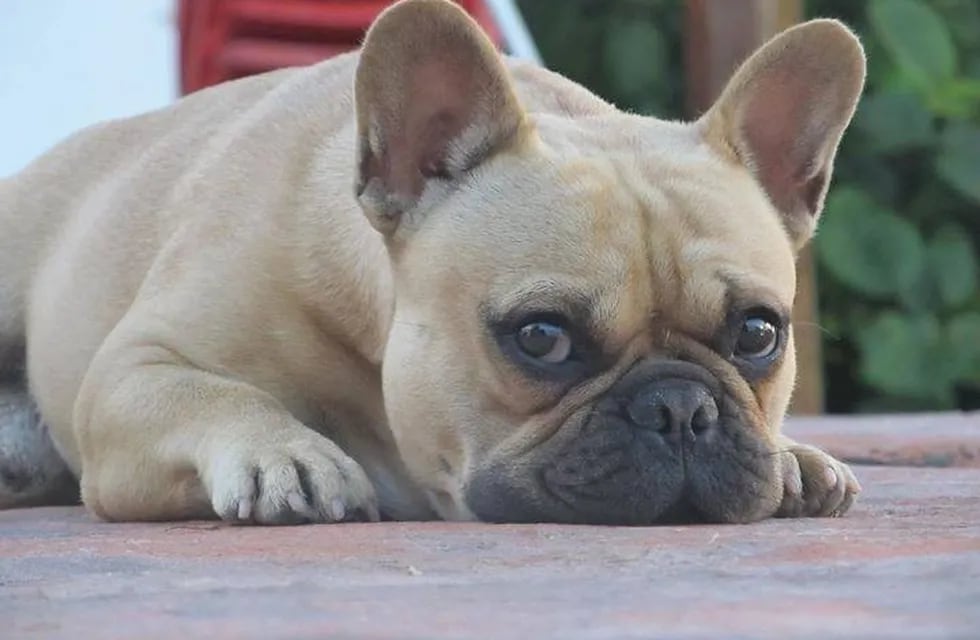 El perro que le robaron a la familia cordobesa es un bulldog francés.