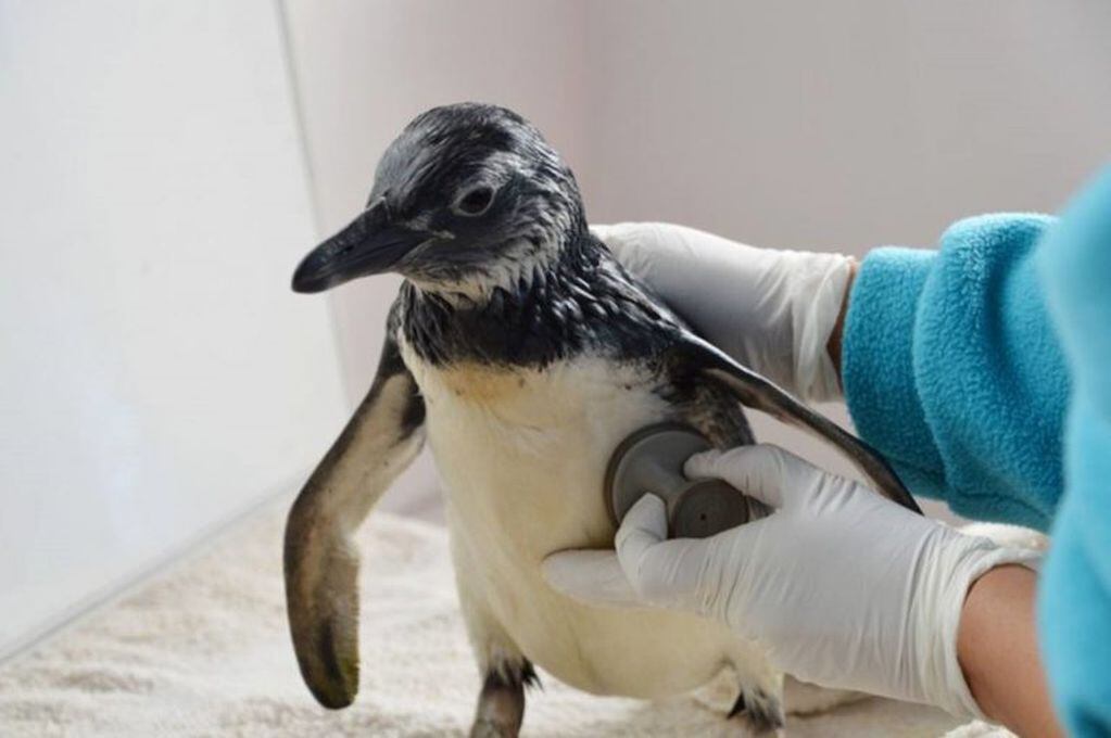 Pijuí, el pingüino que fue recuperado en Córdoba y que esta semana de mayo volvió al mar. (Foto Fundación Mundo Marino)