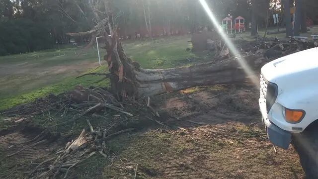 Luego de la caída de un árbol la municipalidad trabaja en el Parque Cabañas