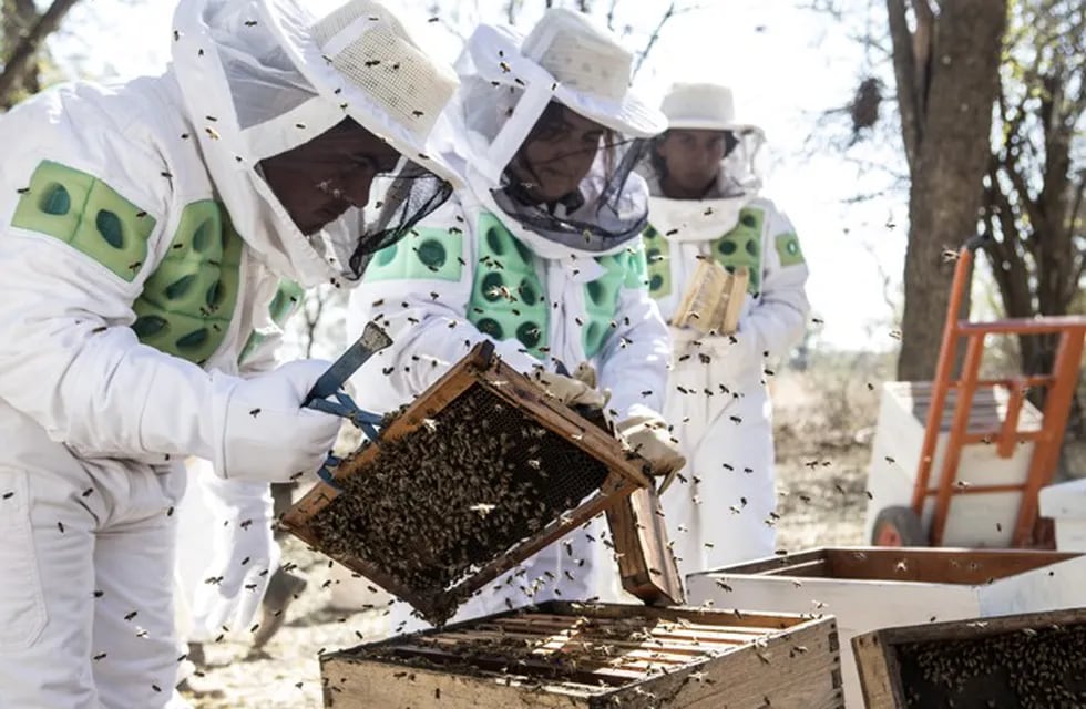 La provincia del Chaco exportará miel orgánica a Europa. (Web).