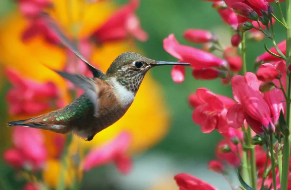 Qué significa ver un colibrí: por qué nos recuerda a los seres queridos que ya no están y su conexión con el mundo espiritual.