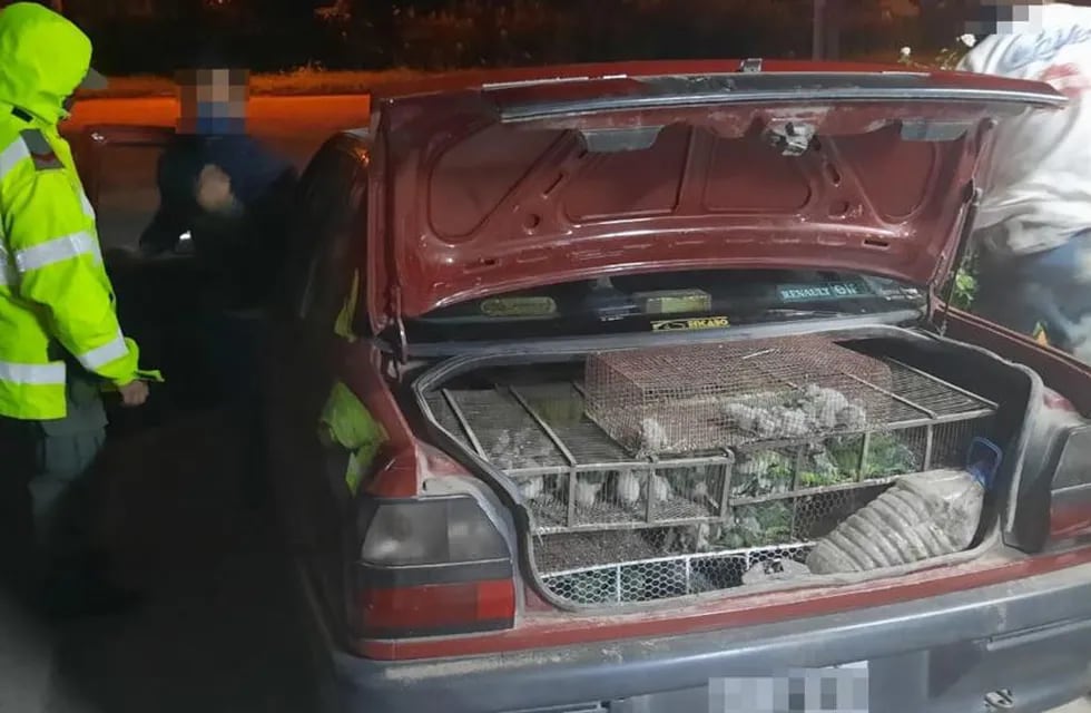 Viajaban con más de 200 loros enjaulados en el auto