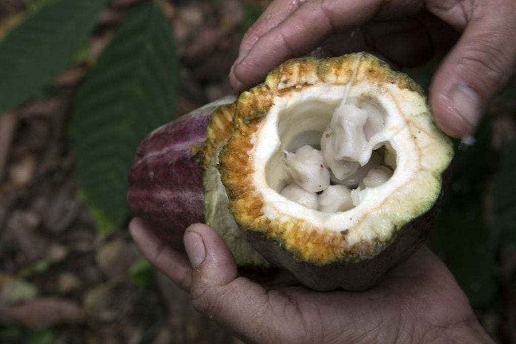 Jose Luis Garcia, an owner of the G8 cooperative cocoa farm, displays the inside of a cocoa pod at the farm in the state of Tabasco near Comalcalco, Mexico, on Tuesday, April 8, 2014. G8 is a cocoa supplier for Nestle SA, the world's largest food supplier. Photographer: Susana Gonzalez/Bloomberg *** Local Caption *** Jose Luis Garcia
 mexico comalcalco  mexico plantacion de cacao cooperativa grupo el marano