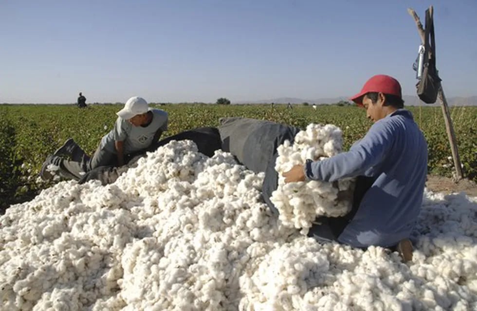 La AFIP decomisó 370.000 kilos de algodón en Santiago del Estero por irregularidades